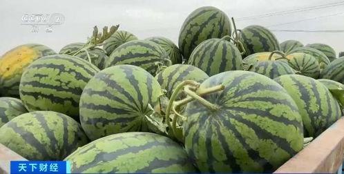 社會實驗吃瓜視頻,吃瓜視頻背后的真相與影響