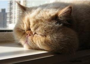 貓吃藍瓜視頻大全,趣味視頻大盤點