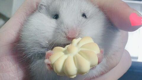 金絲熊可以吃茄瓜嗎視頻,茄瓜的適宜性探討