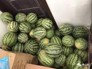 玉山吃瓜比賽視頻播放全集,全民狂歡，瓜王爭霸戰精彩回顧