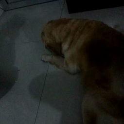 狗老師吃瓜視頻免費(fèi)觀看,免費(fèi)暢享歡樂(lè)時(shí)光