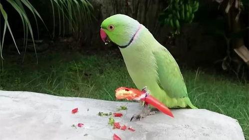 鸚鵡可不可以吃梨瓜呢視頻,揭秘鸚鵡可否享用梨瓜美味