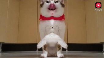 上班吃瓜可愛視頻,可愛視頻帶你輕松解壓