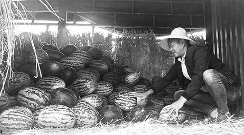 任城吃瓜群眾事件視頻,一場網(wǎng)絡輿論的風暴與反思