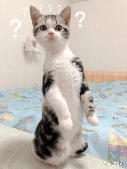 吃瓜貓咪視頻,萌態十足，網友直呼“治愈系”
