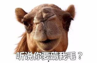 狗在家吃瓜視頻,狗狗在家吃瓜萌態百出