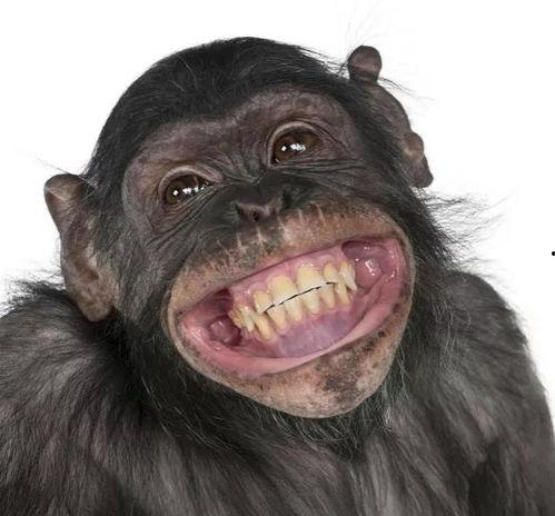 猩猩吃云南小瓜視頻,一場跨物種的美食之旅