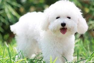 比熊可以吃黃皮瓜嗎視頻,揭秘寵物飲食新選擇