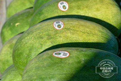 吃黑水瓜視頻,視頻揭秘其獨(dú)特魅力與食用方法