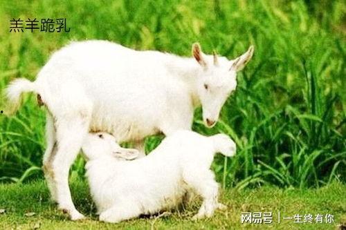 晴天小羊吃瓜視頻大全,晴天小羊歡樂吃瓜時刻大盤點